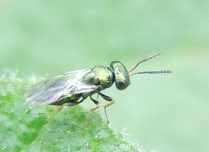 Piccolo, verde metallizzato:  cfr. Pteromalidae